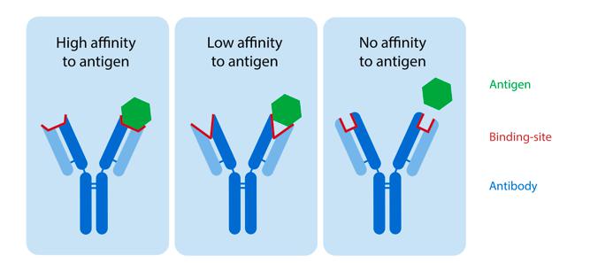 Novel Coronavirus (COVID-19) Neutralizing Antibody Testing