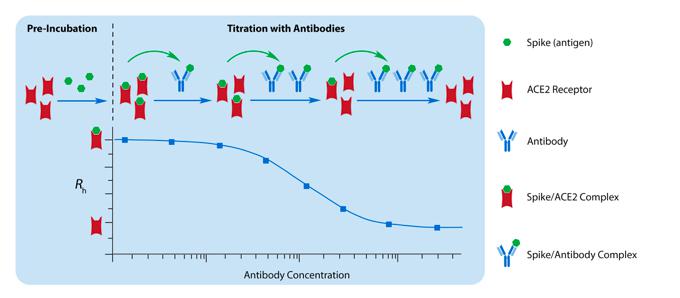 Novel Coronavirus (COVID-19) Neutralizing Antibody Testing